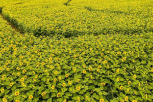 a field of sunflowers