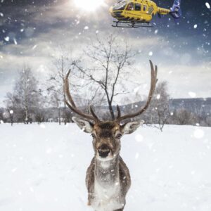 Image of a stag walking through the snow with a helicopter above.