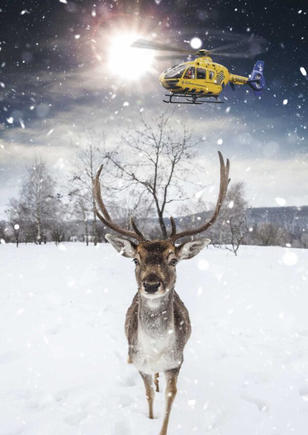 Image of a stag walking through the snow with a helicopter above.